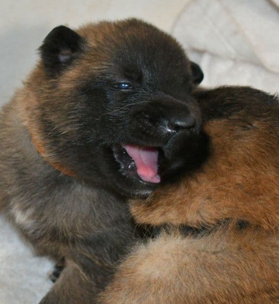 Belgian Malinois Puppies media 6