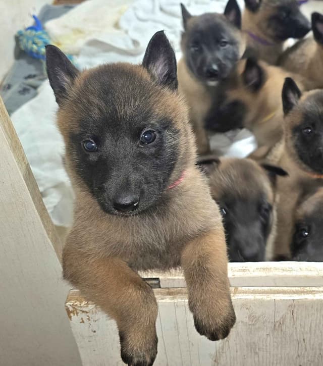 Belgian Malinois Puppies media 5