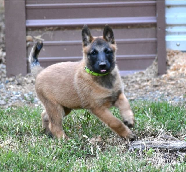 Belgian Malinois Puppies media 4