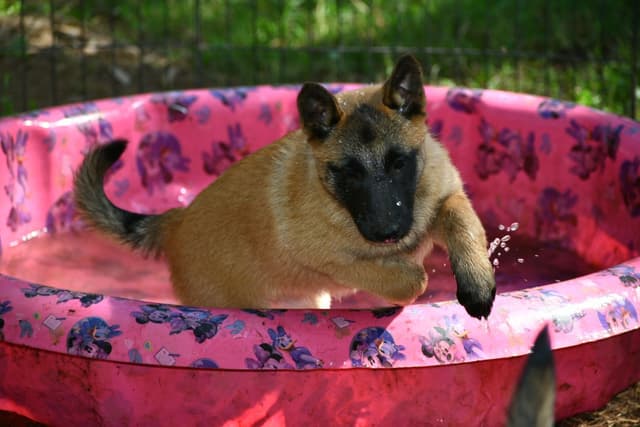 Belgian Malinois Puppies media 2