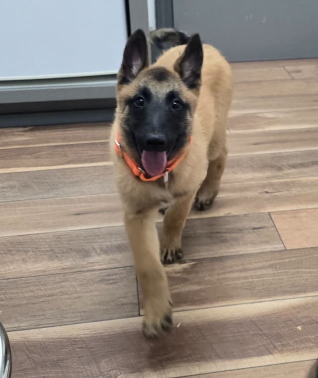 Belgian Malinois Puppies media 7