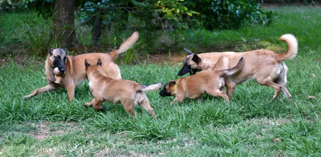 Belgian Malinois Puppies media 26