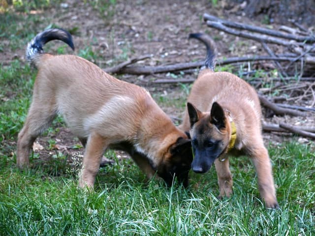 Belgian Malinois Puppies media 27