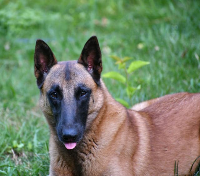 Belgian Malinois Puppies media 16