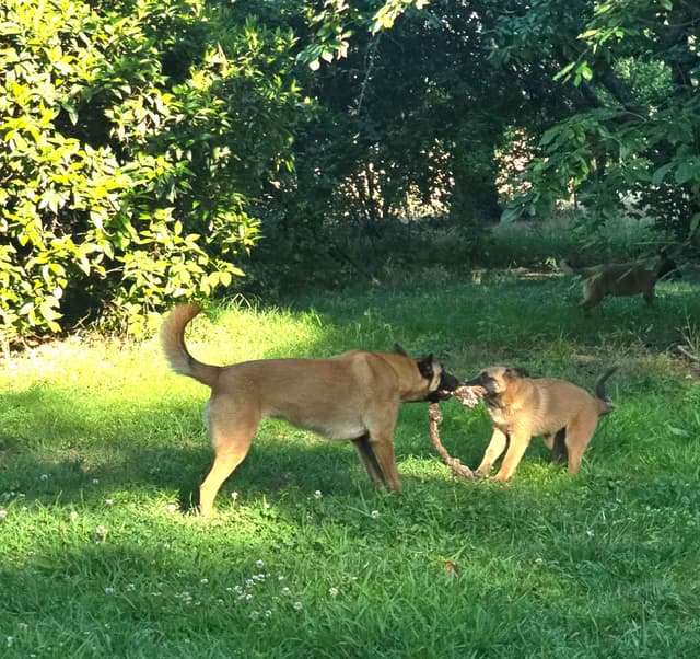 Belgian Malinois Puppies media 28
