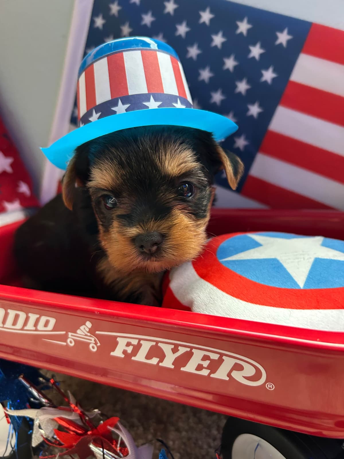 Yorkshire Terrier Puppies breeder image 1
