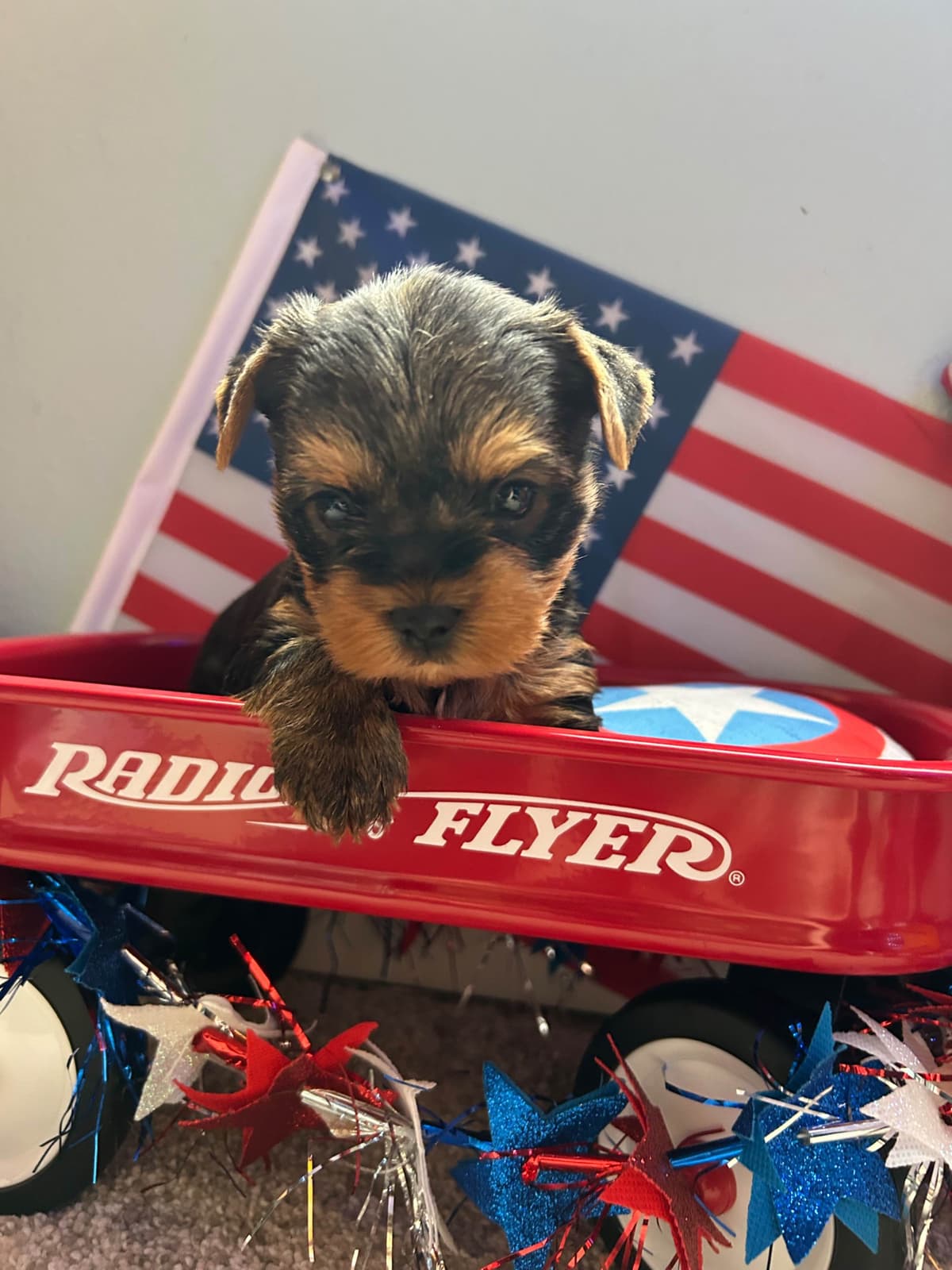 Yorkshire Terrier Puppies breeder image 2