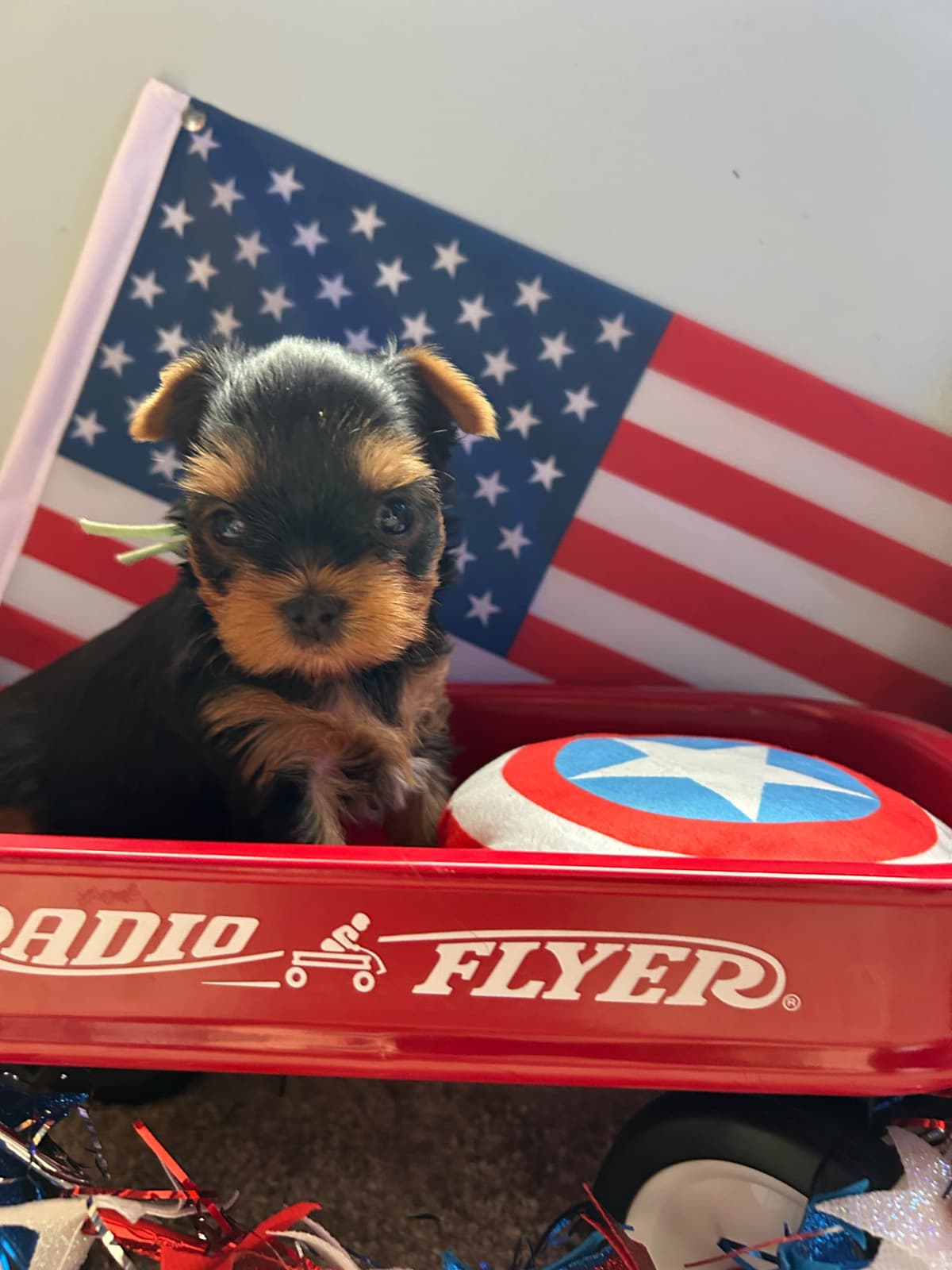 Yorkshire Terrier Puppies breeder image 3
