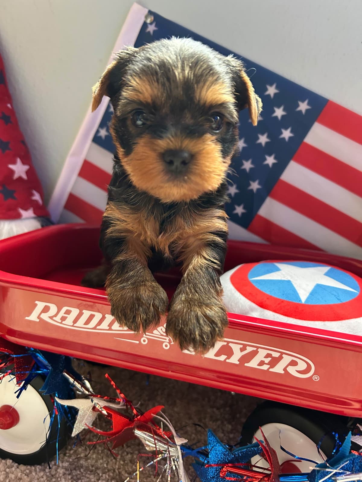 Yorkshire Terrier Puppies breeder image 4