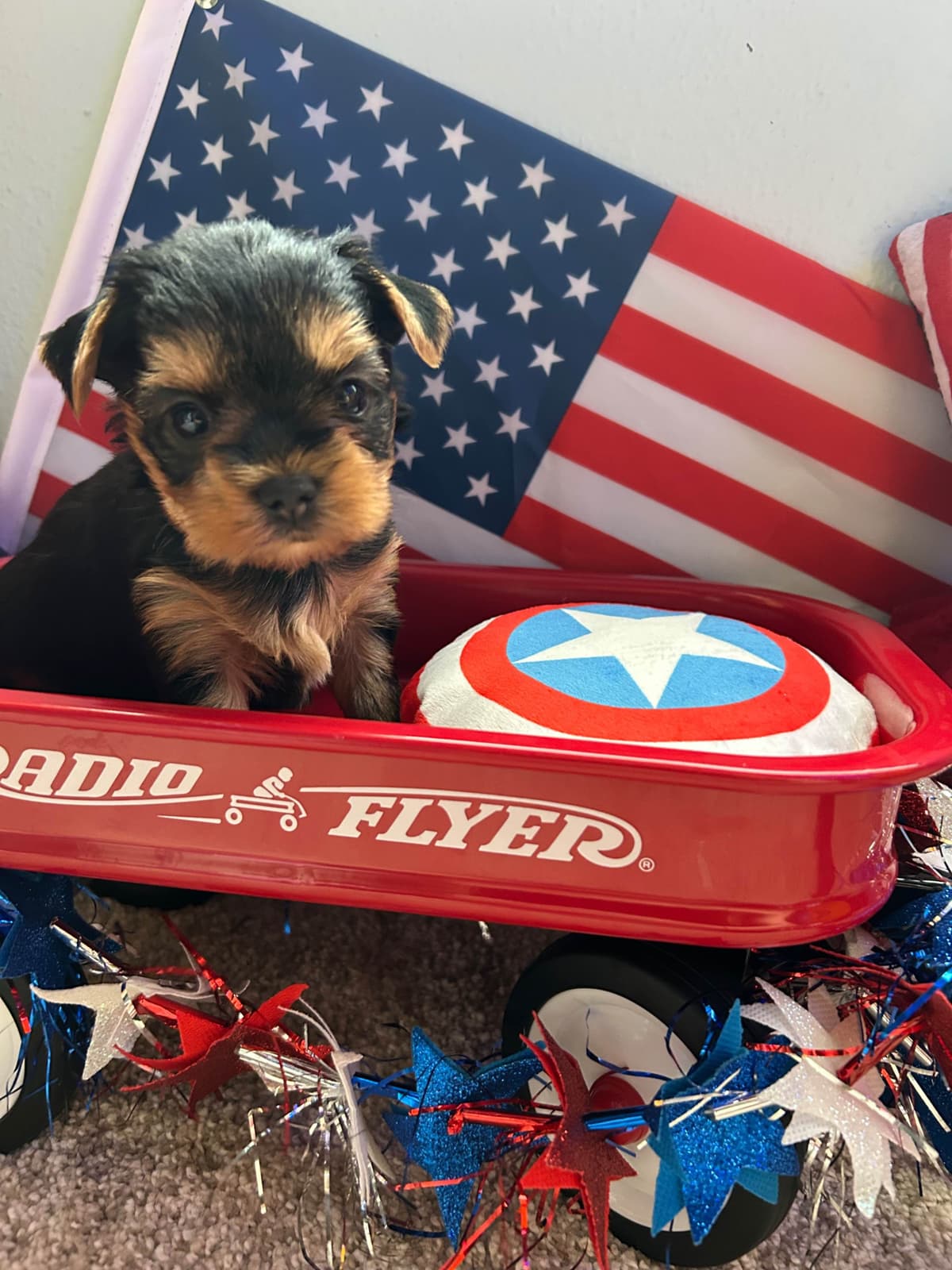 Yorkshire Terrier Puppies breeder image 5