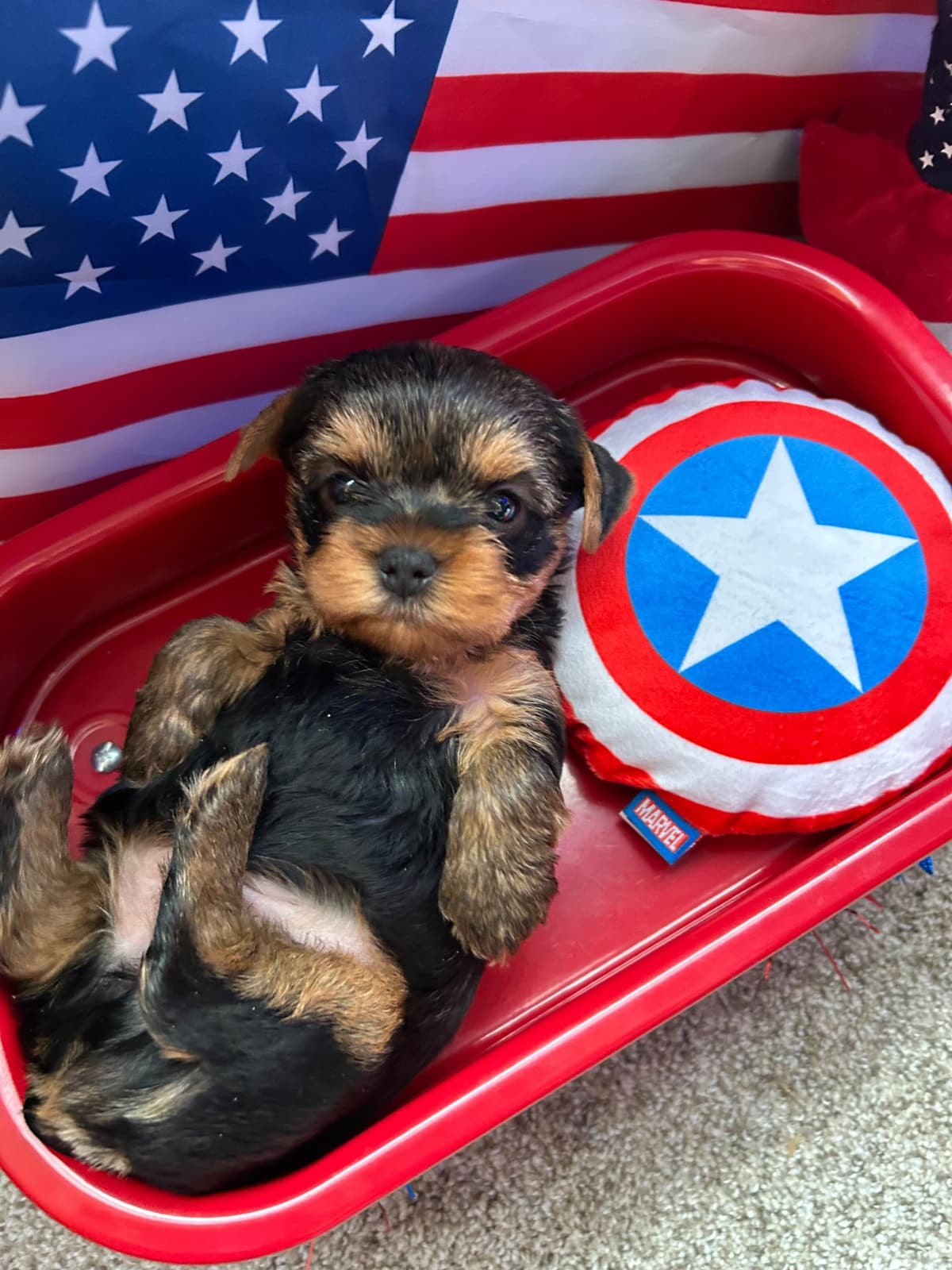Yorkshire Terrier Puppies breeder image 6