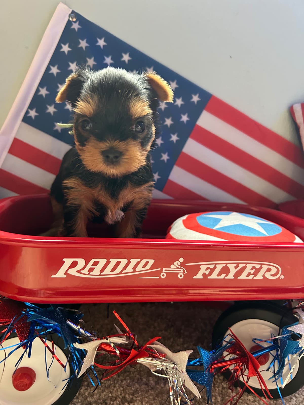 Yorkshire Terrier Puppies breeder image 7