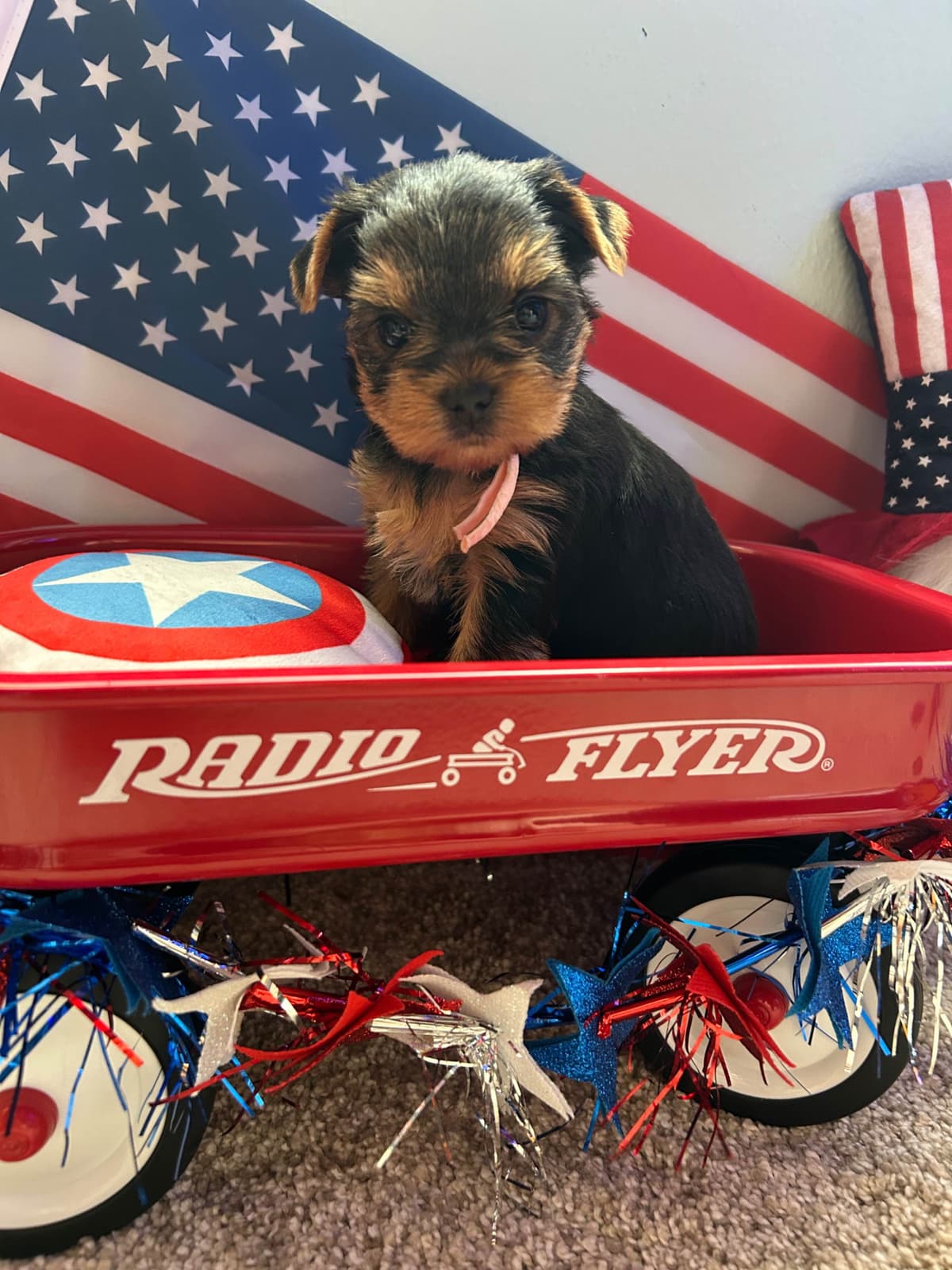 Yorkshire Terrier Puppies breeder image 8