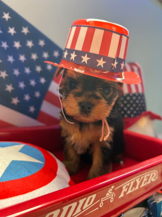 Yorkshire Terrier Puppies media 3