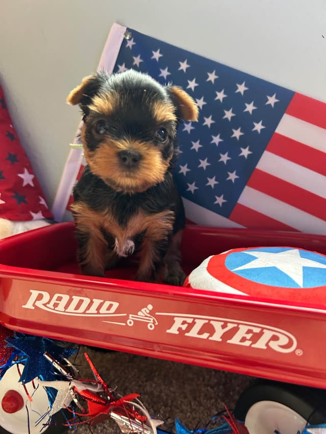 Yorkshire Terrier Puppies media 4