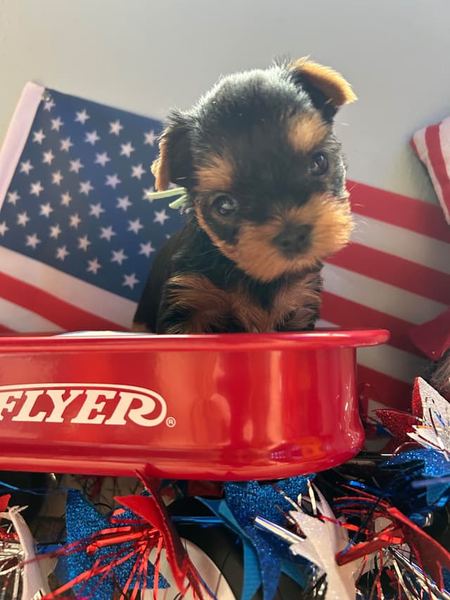 Yorkshire Terrier Puppies media 6