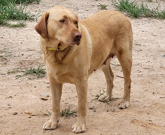 Labrador Retriever Puppies media 12