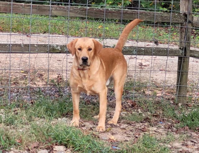Labrador Retriever Puppies media 13