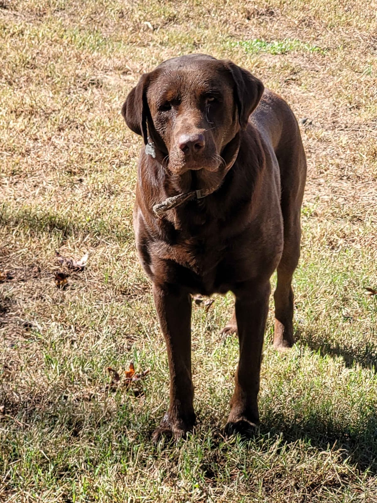 Labrador Retriever Puppies breeder image 1