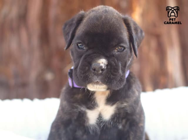 Boxer Puppies 100% European media 2
