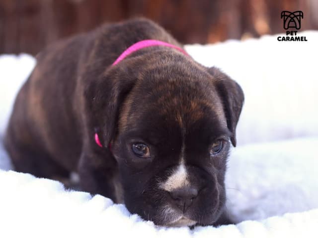 Boxer Puppies 100% European media 3