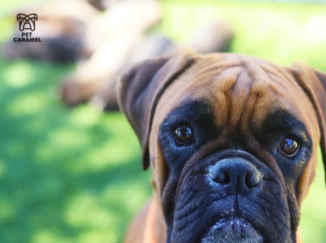 Boxer Puppies 100% European media 6