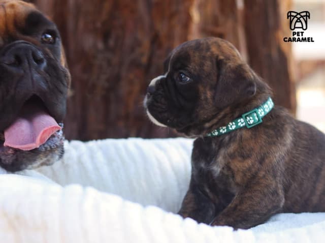 Boxer Puppies 100% European media 4