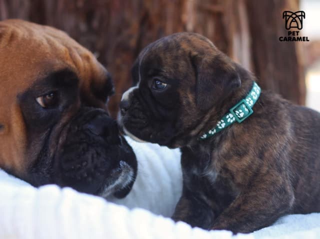 Boxer Puppies 100% European media 5