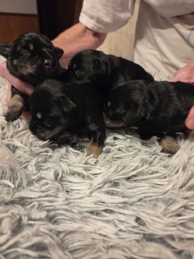 Miniature Schnauzer Puppies media 2