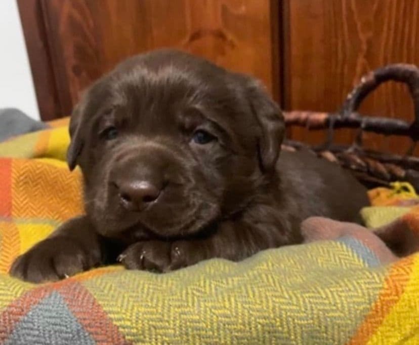 Golden Retriever Puppies breeder image 6