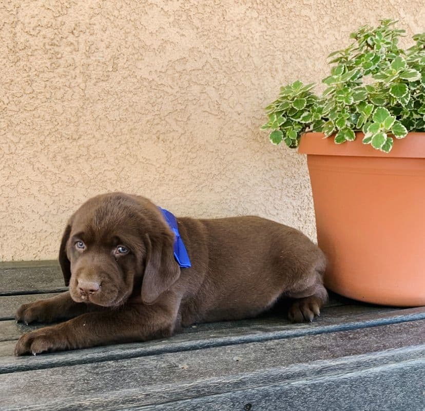 Golden Retriever Puppies breeder image 8