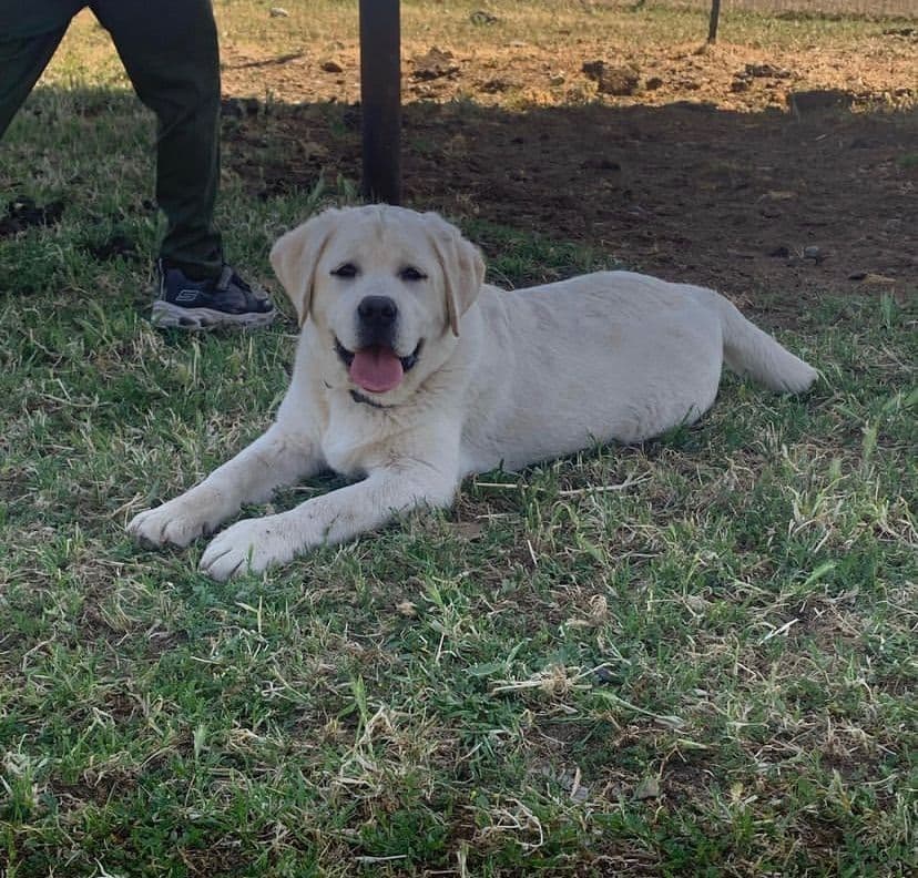 Golden Retriever Puppies breeder image 12