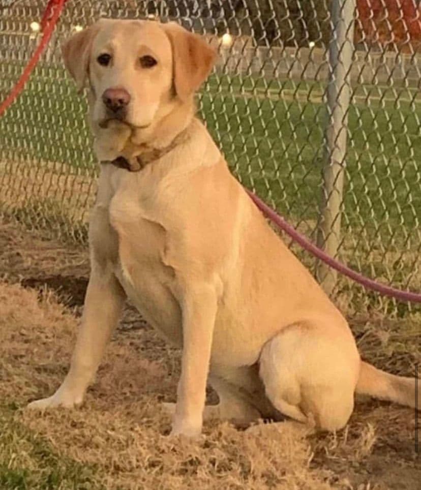 Golden Retriever Puppies breeder image 10