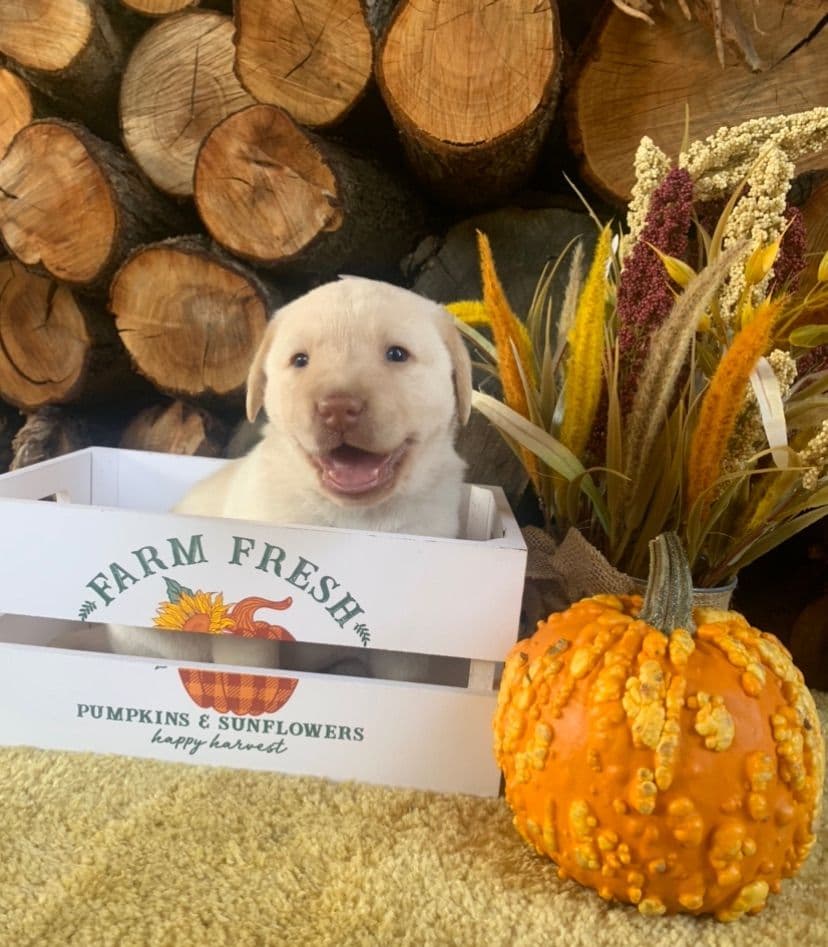 Golden Retriever Puppies breeder image 14