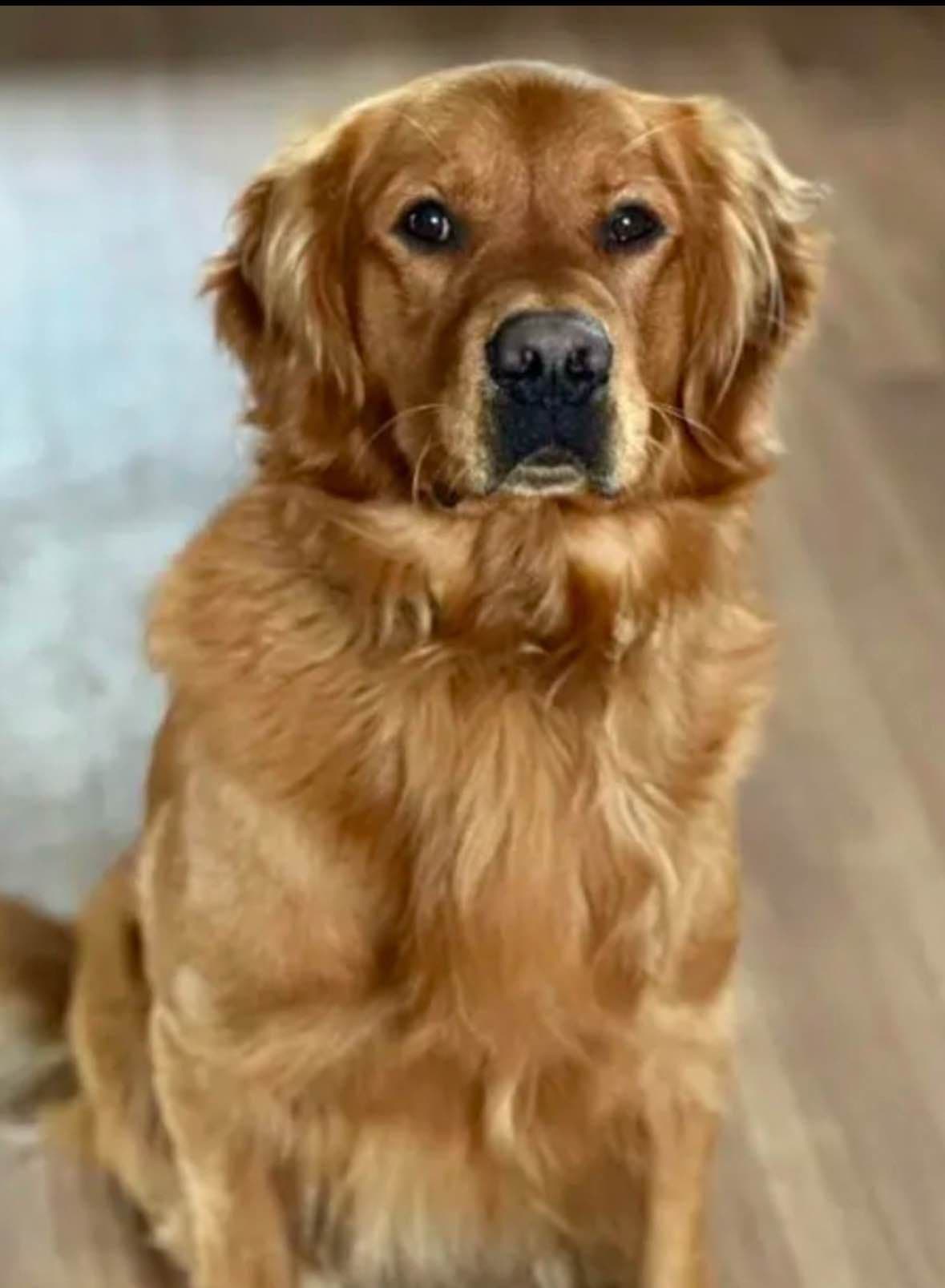 Golden Retriever Puppies breeder image 22