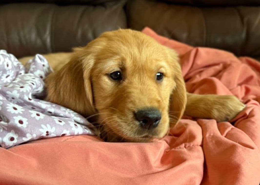 Golden Retriever Puppies breeder image 23