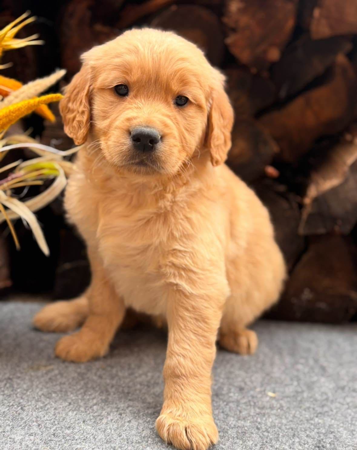 Golden Retriever Puppies breeder image 26