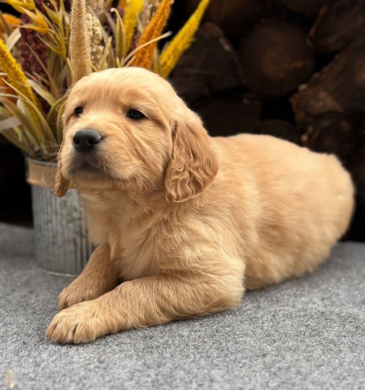 Golden Retriever Puppies breeder image 27