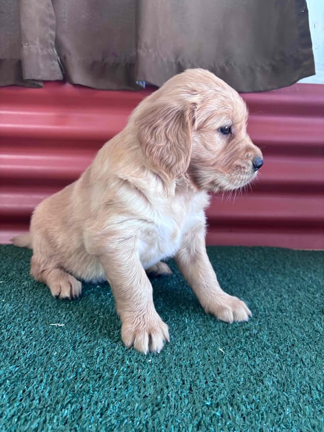 Golden Retriever Puppies media 2