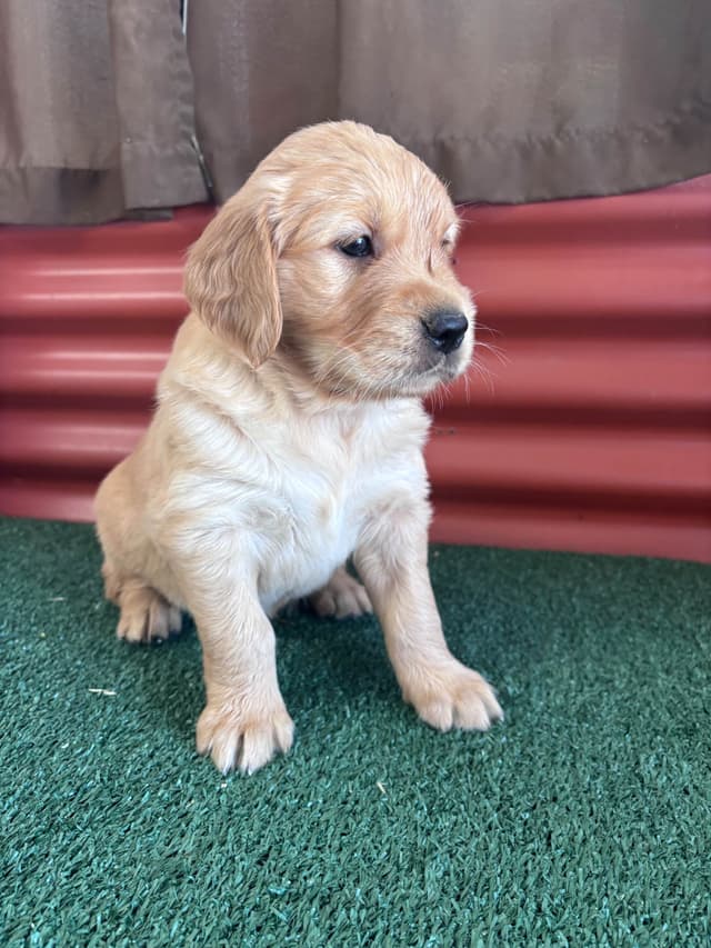 Golden Retriever Puppies media 4