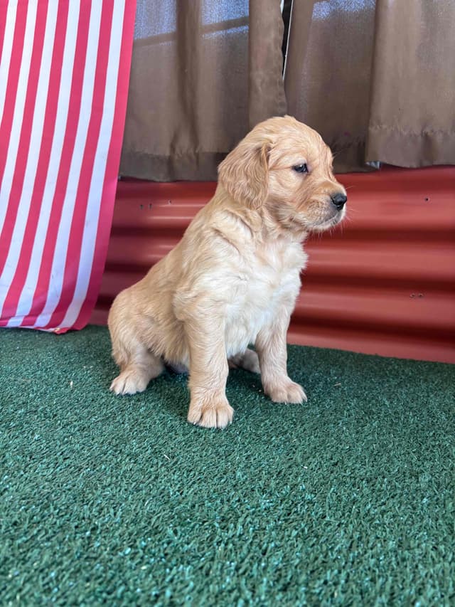 Golden Retriever Puppies media 5