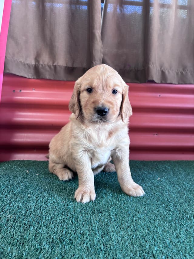 Golden Retriever Puppies media 8