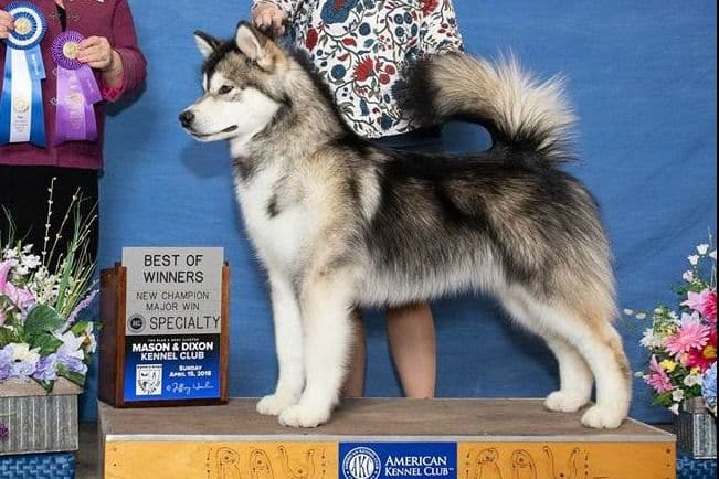 Alaskan Malamute Puppies breeder image 1