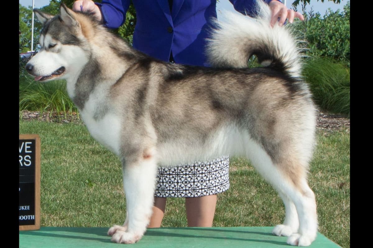 Alaskan Malamute Puppies breeder image 3