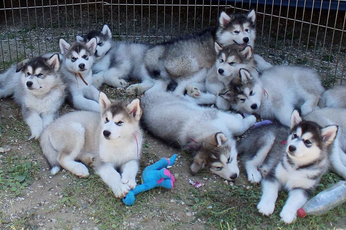 Alaskan Malamute Puppies breeder image 4