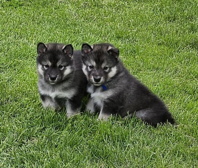 Alaskan Malamute Puppies media 2