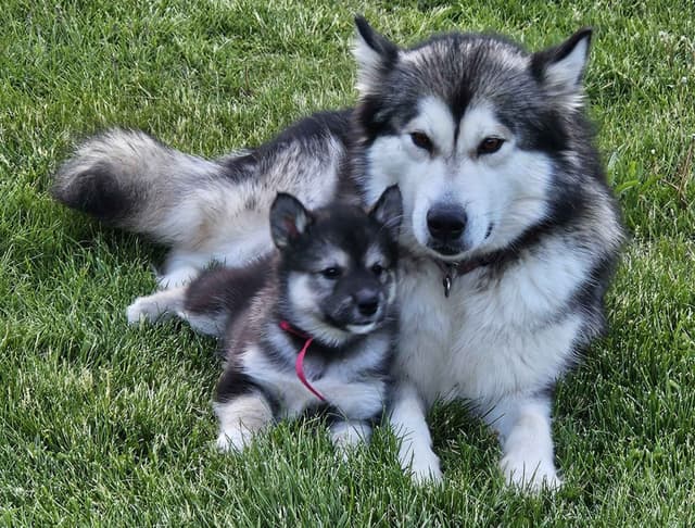 Alaskan Malamute Puppies media 3