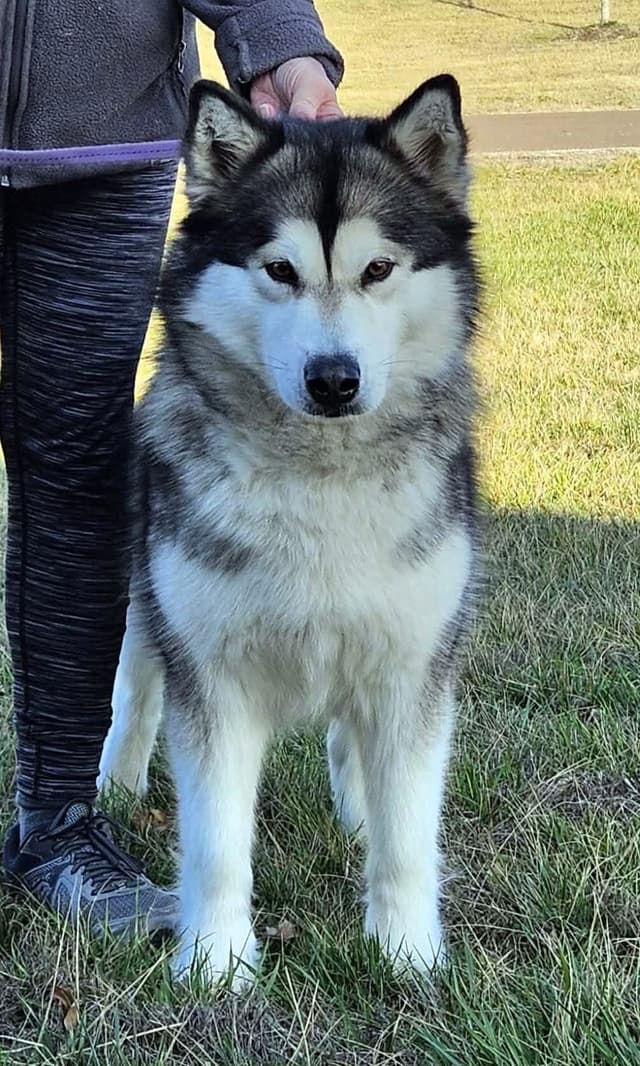 Alaskan Malamute Puppies media 4