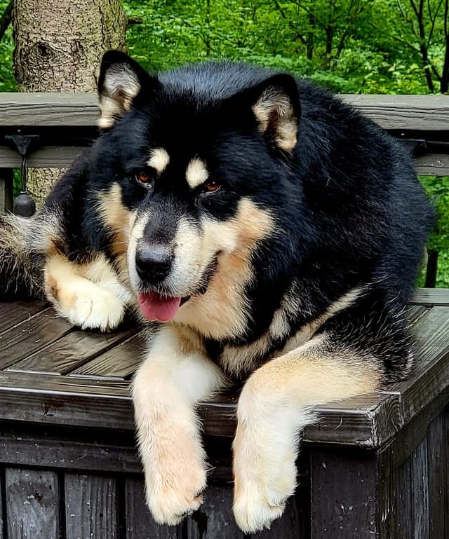 Alaskan Malamute Puppies media 5