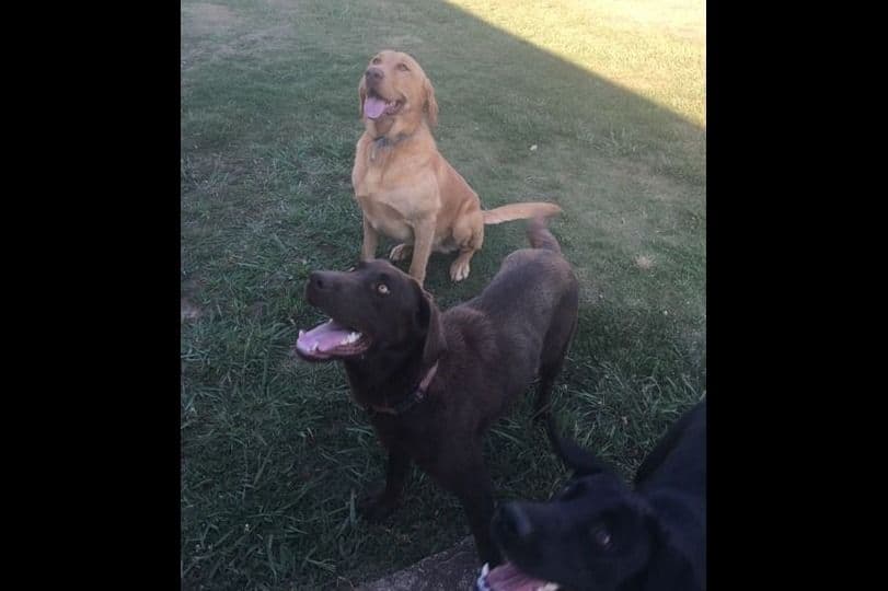 Rosehill Farm & Kennels - Labrador Puppies breeder image 4